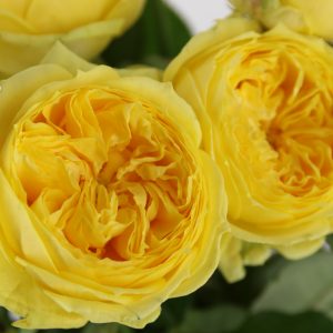 rosa de jardín amarilla