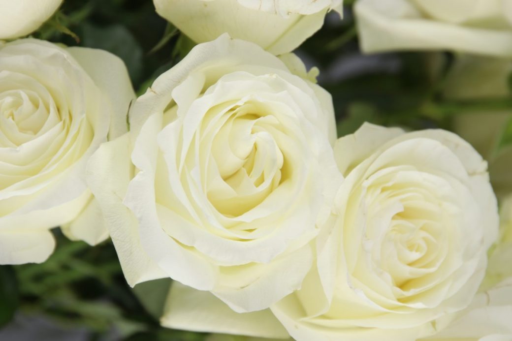 ▷ Rosas Blancas para Ramos ❤️ Tipos de rosas blancas