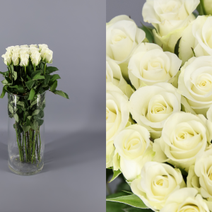 ▷ Rosas Blancas para Ramos ❤️ Tipos de rosas blancas