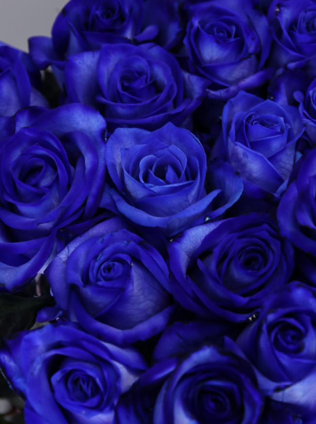 ▷ ROSAS AZULES ?1️⃣?¿Que tipos de rosas azules existen?