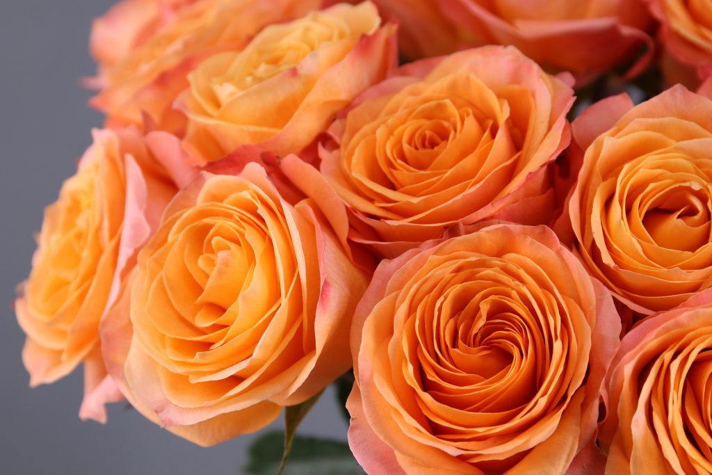 rosas naranjas