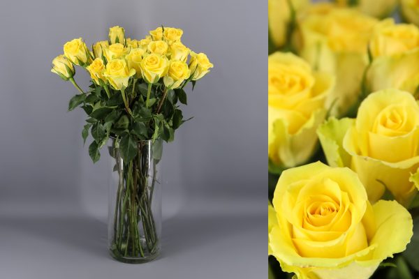 rosas color amarillo