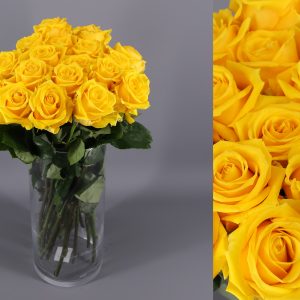 rosas color amarillo