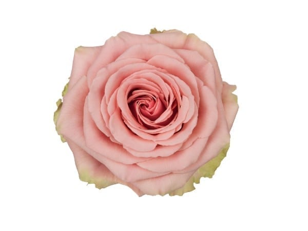 rosa geraldine