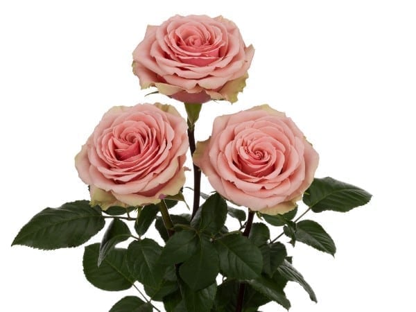 rose geraldine