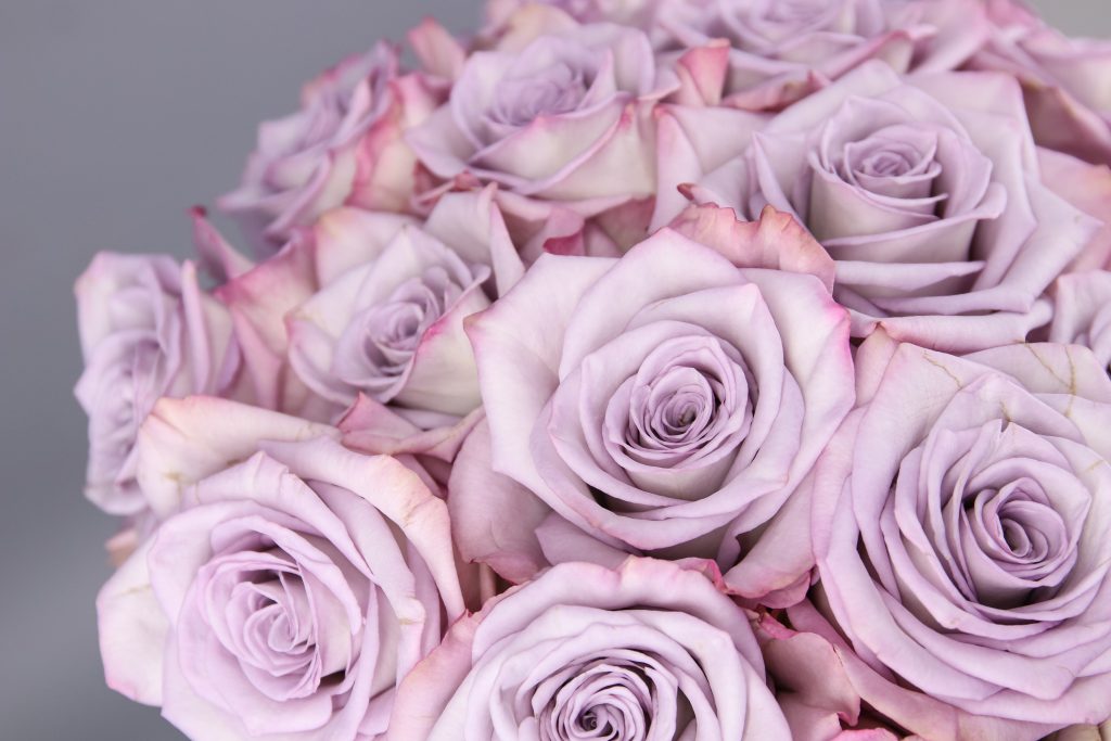 rosas violeta pálido