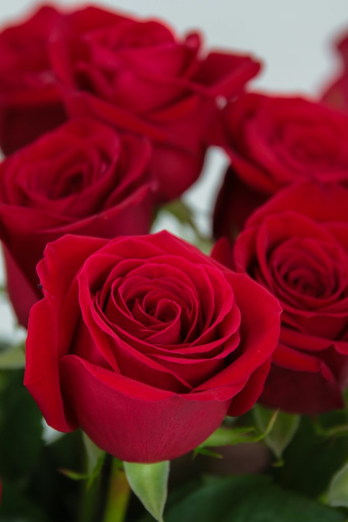 junto a Libro Guinness de récord mundial Sistemáticamente Rosa roja Freedom 🥇 La reina de las rosas rojas!!
