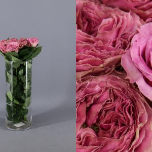 rosa de jardin de color rosa