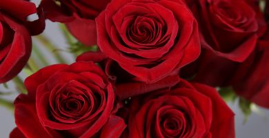 rosas San Valentín