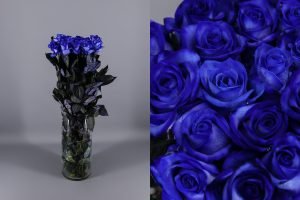 rosas de color azul 