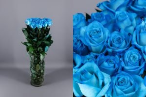 rosa celeste o light blue