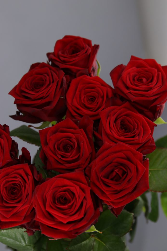 rosas San Valentín