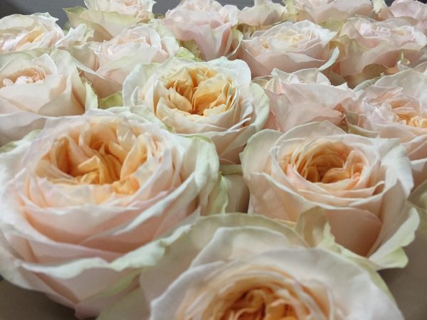 rosa de jardin crema