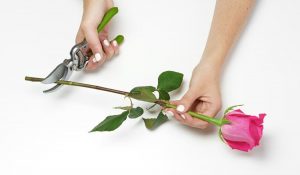 como cuidar tus rosas