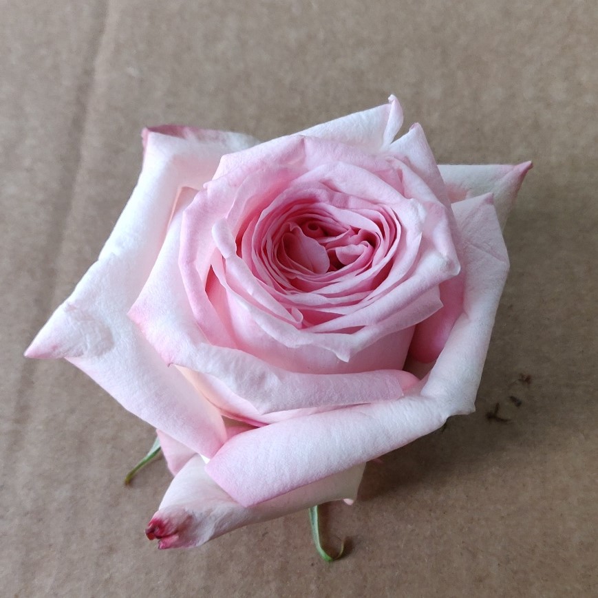 rosa de jardin