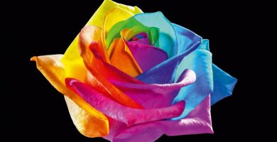 rosas rainbow