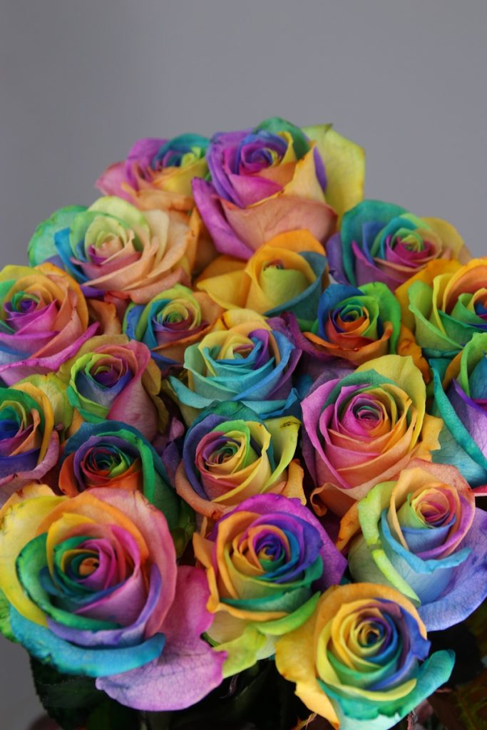 Rosas Rainbow- de Rosas ❤️ Arcoiris