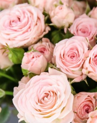 VARIEDADES DE ROSAS ❤️❤️ Rosas para arte floral