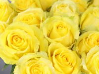 significado de las rosas amarillas