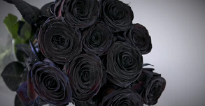 ROSAS NEGRAS ???? Variedades de rosas negras