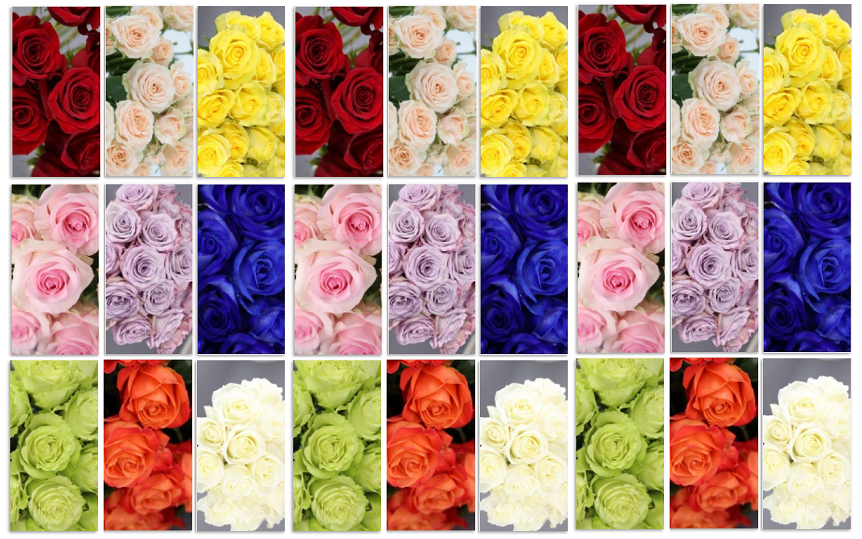 Significado de las Rosas según sus colores ???? Variedades de Rosas